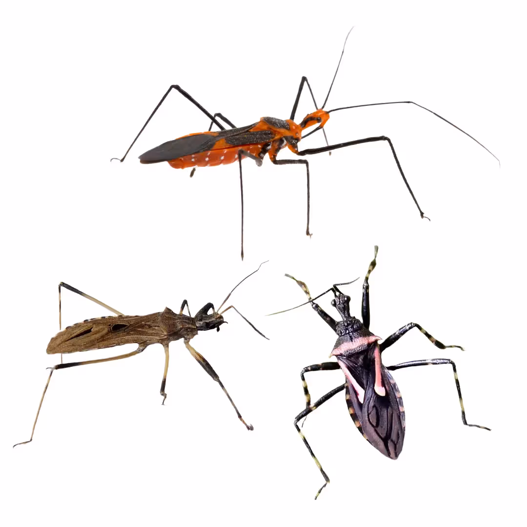 Assassin Bug
