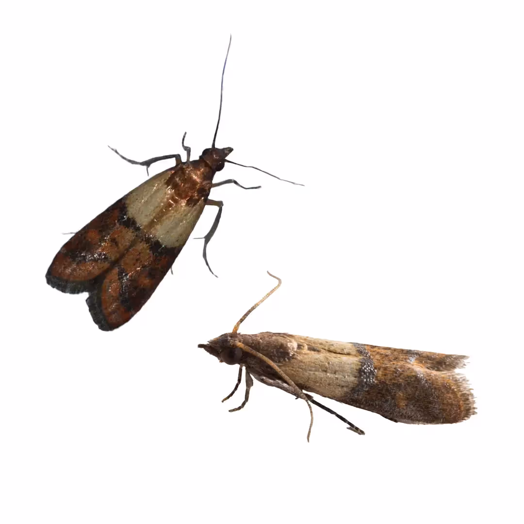 Indian Meal Moth