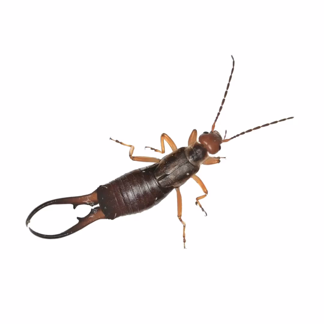 Occasional Invaders