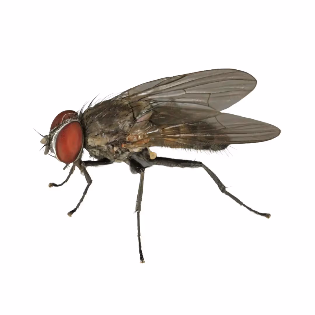 House Flies