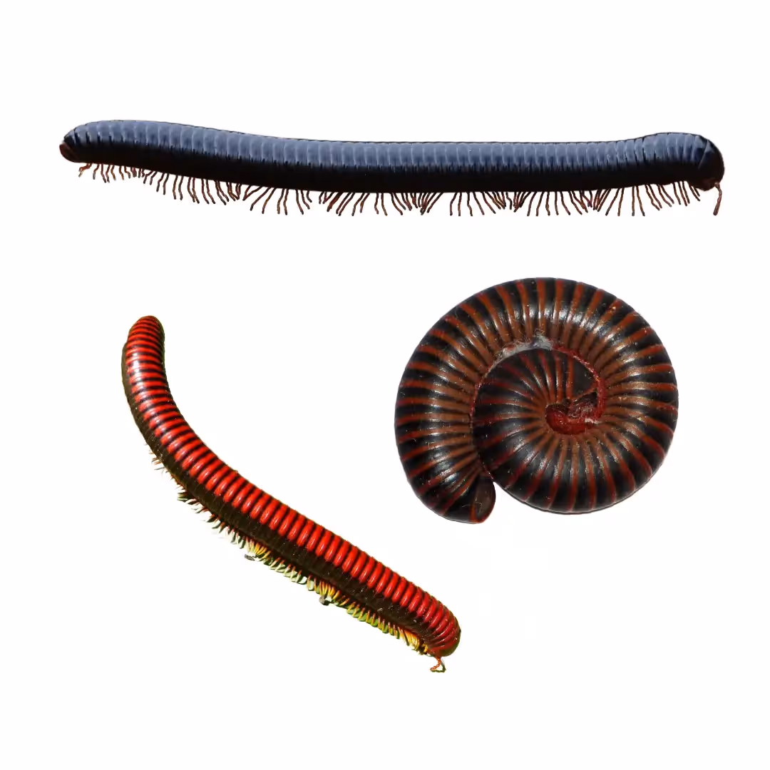 Millipedes