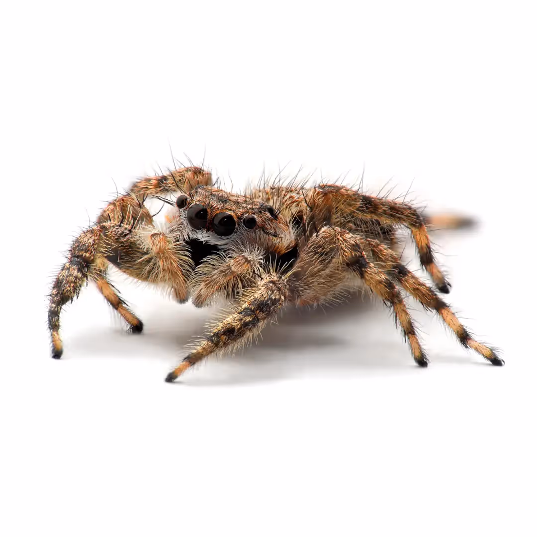 Jumping Spider