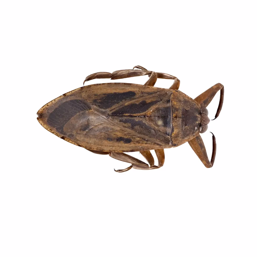 Waterbugs