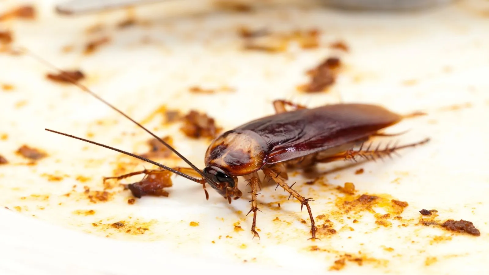 Cockroaches?