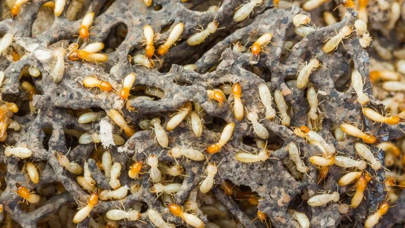Termites?