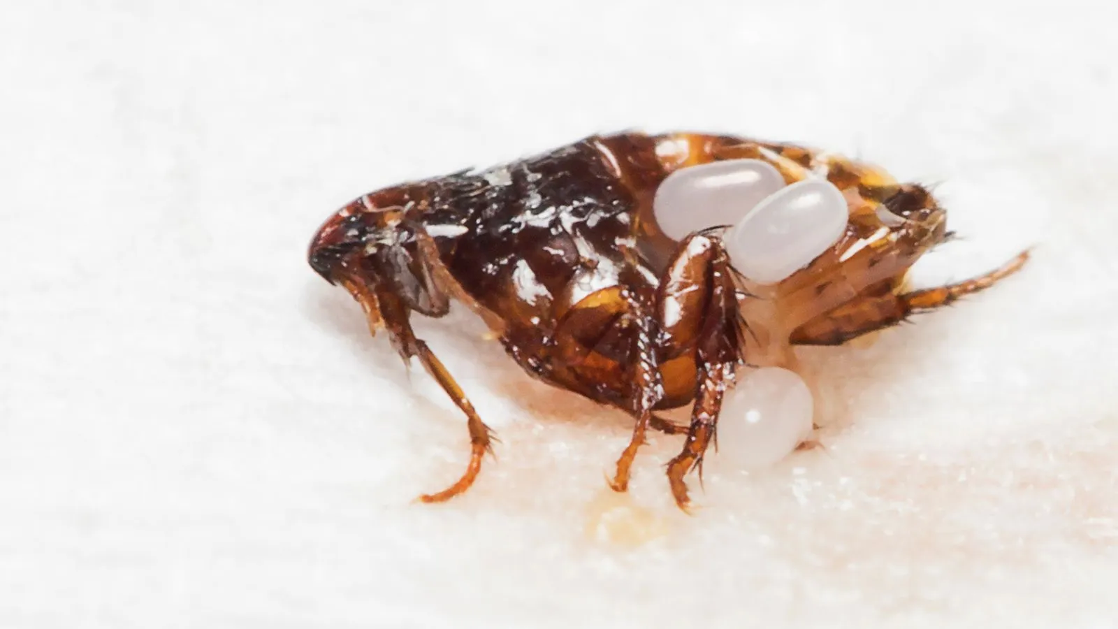 Fleas?