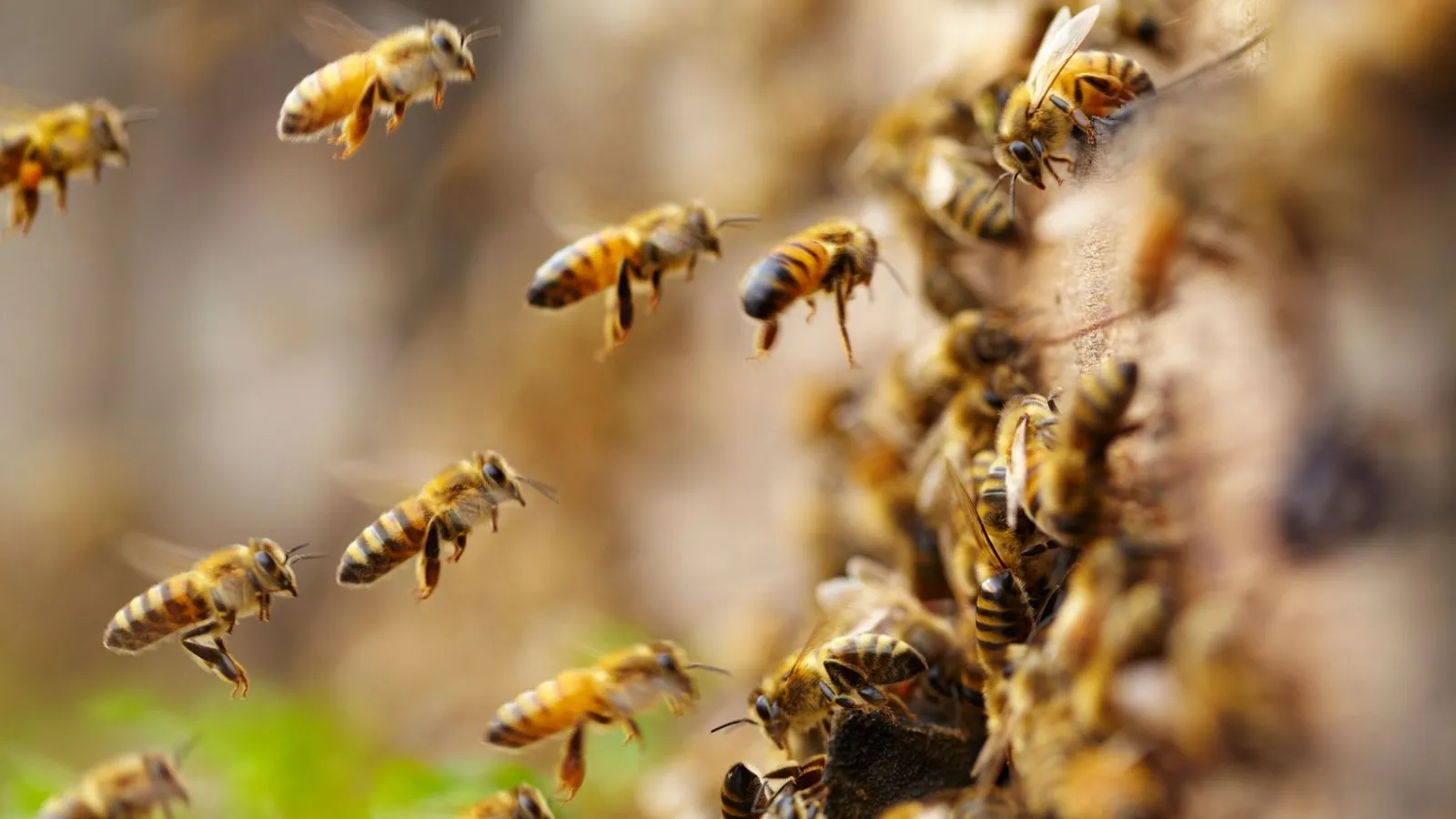 Bees Swarming?