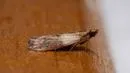 Moths?