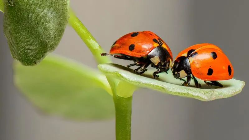 Bit by Lady Bugs?