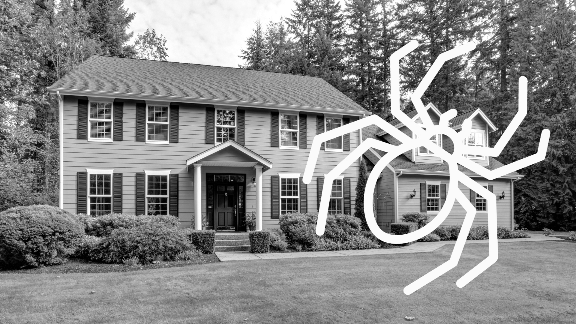 Spider Control