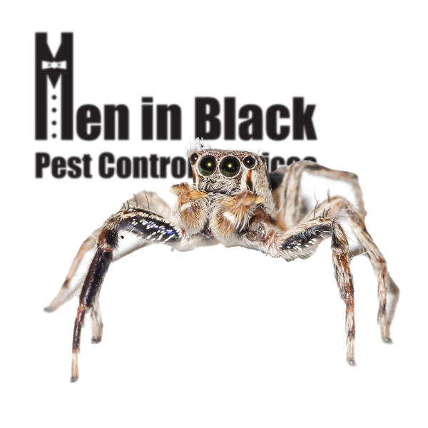 Spider Control Services