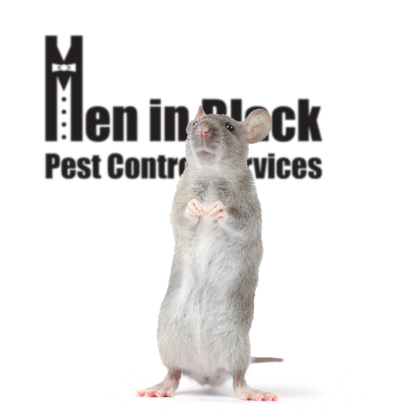 Rodent Control Services