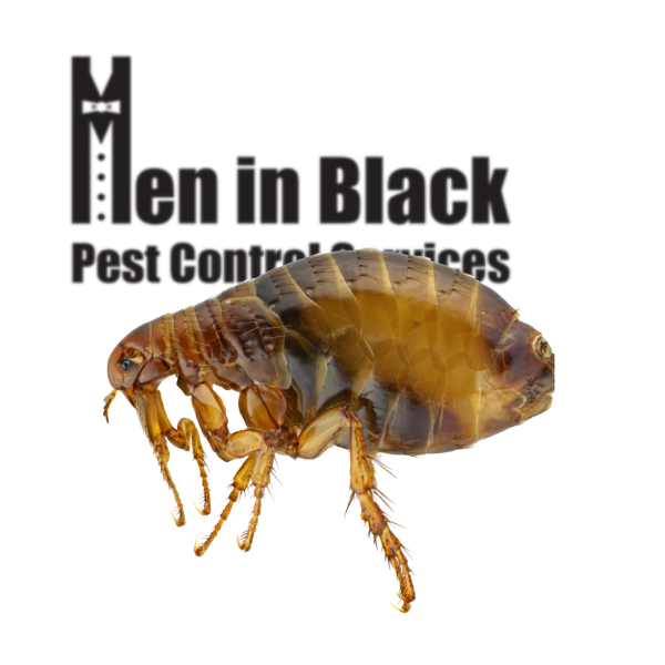 Flea Control Services
