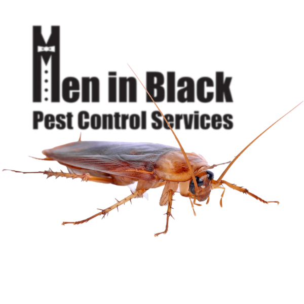 Cockroach Control Services