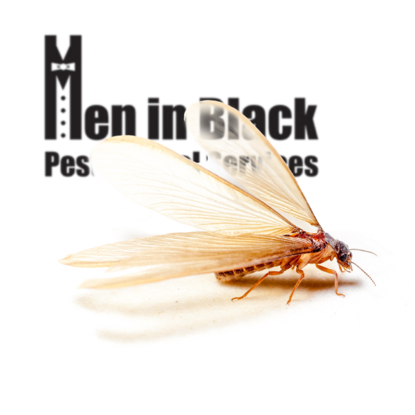 Termite Control