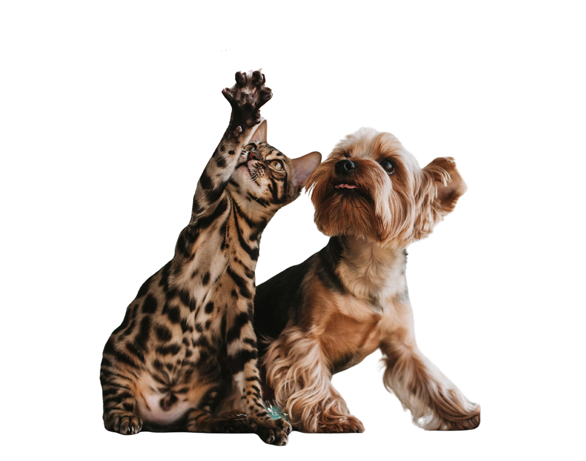 Spotted cat raising a paw next to a small brown dog sitting side by side on a black background.