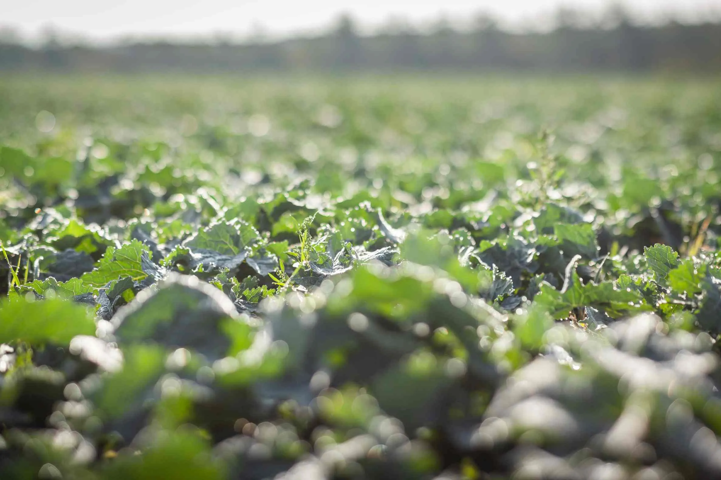 Rostlinná výroba – Zemědělské družstvo Úmonín