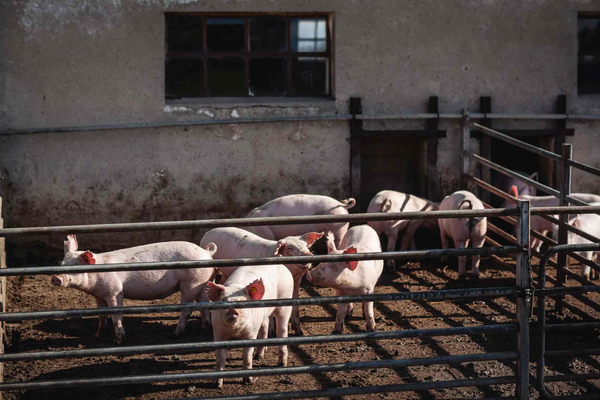 Chov prasat – Zemědělské družstvo Úmonín