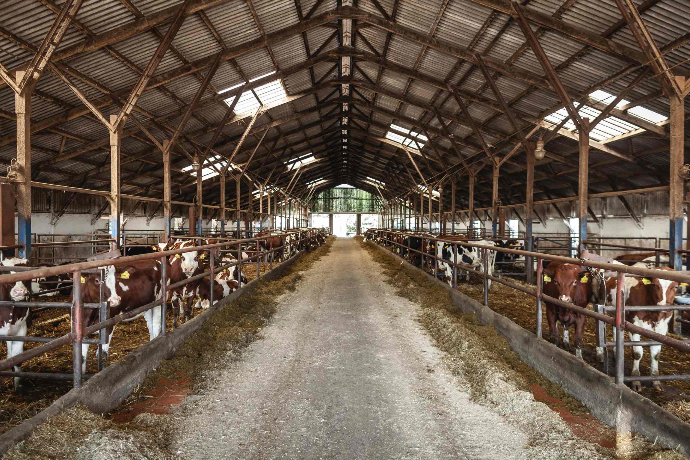 Chov krav – Zemědělské družstvo Úmonín