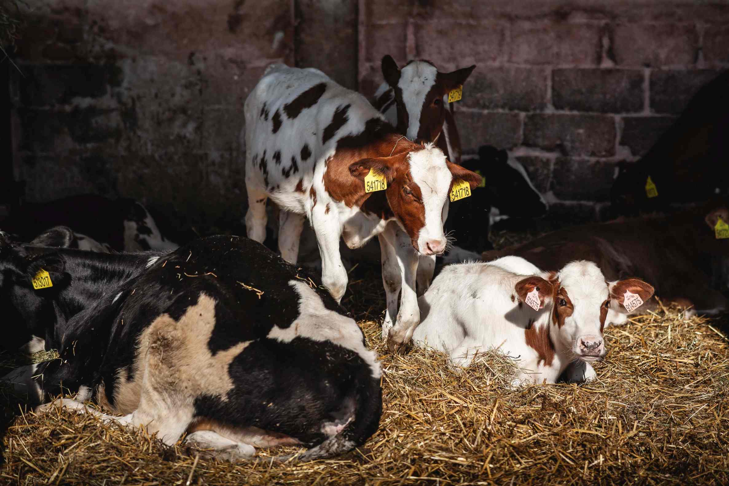 Chov skotu – Zemědělské družstvo Úmonín.