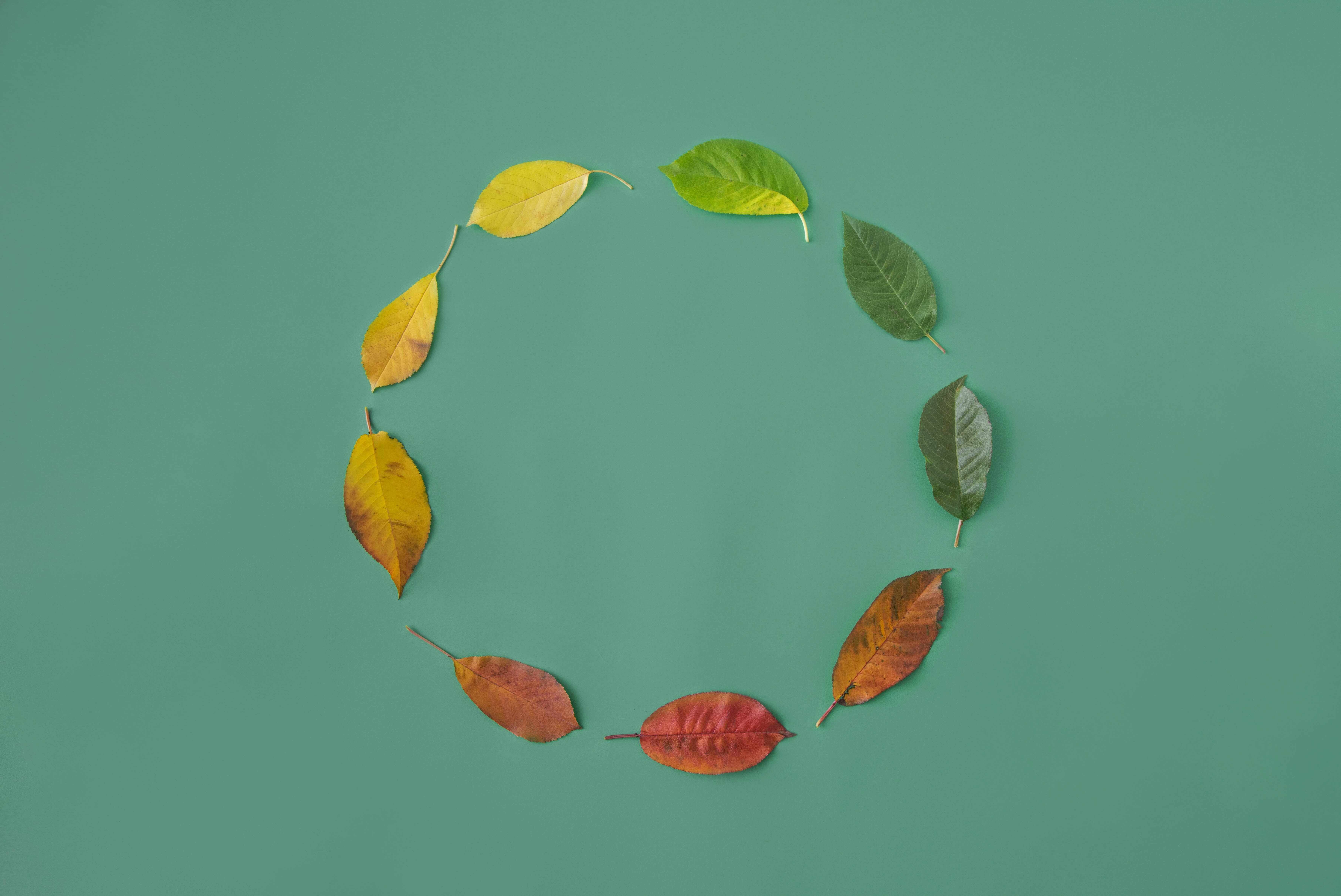 Afbeelding van boombladeren in een cirkel met verschillende leeftijd en kleur