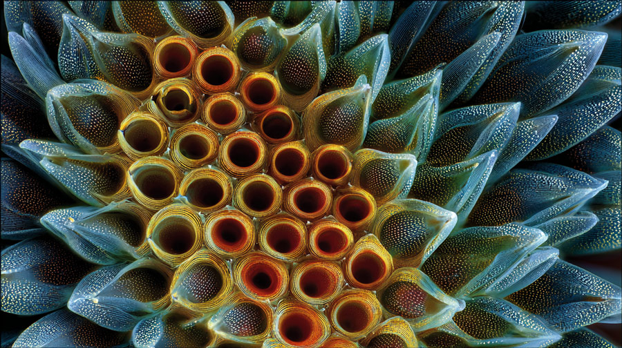 Close-up view of a vibrant, tubular, blue-green coral colony with orange centers and textured surfaces.