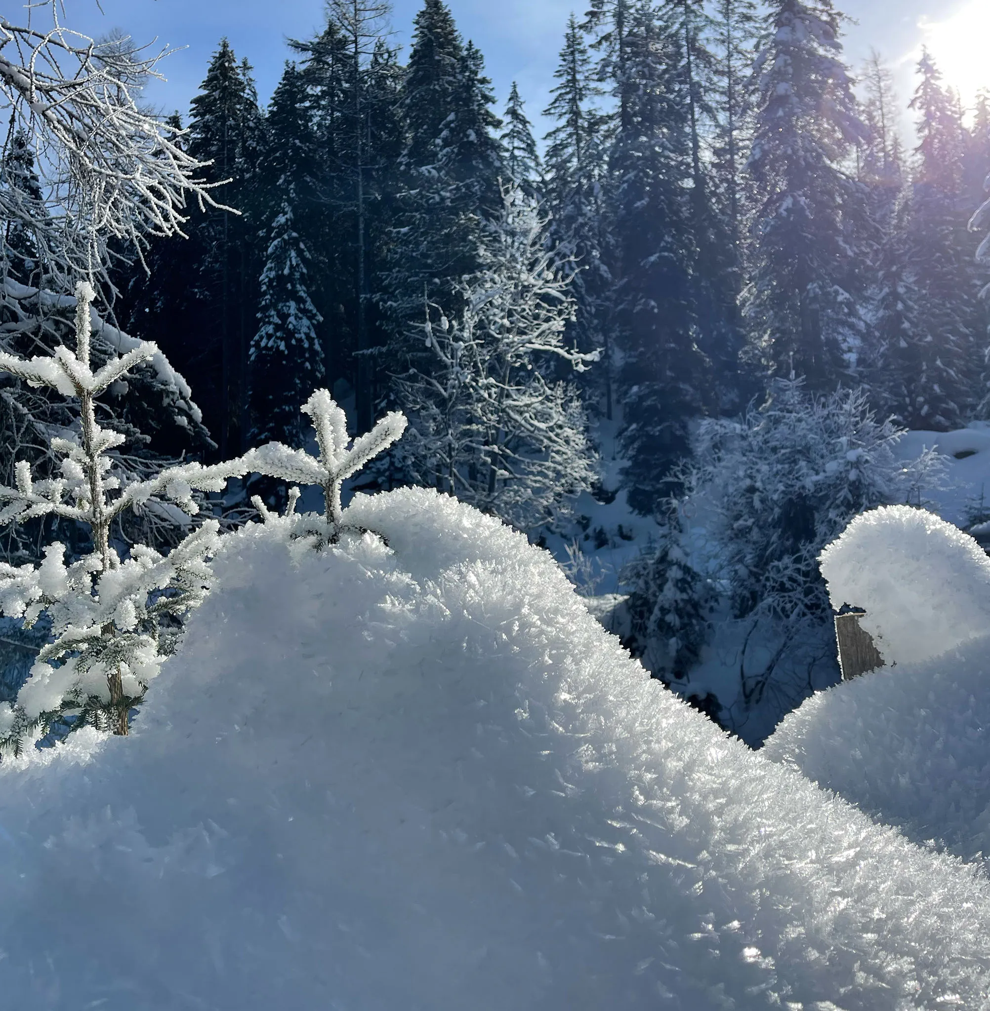 Sonnenbeschienene, verschneite kleine Kiefern und glitzernde Schneehügel mit dichtem Wald im Hintergrund.
