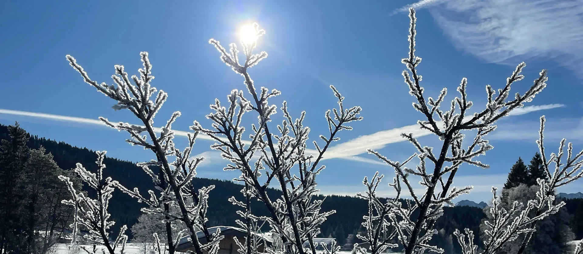 Schneebedeckte Baumäste mit dahinter scheinender Sonne vor klarem blauem Himmel und verschneiter Waldlandschaft.