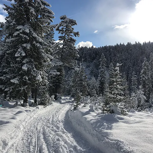 Verschneiter Weg, der sich durch einen Kiefernwald unter teilweise bewölktem Himmel schlängelt.