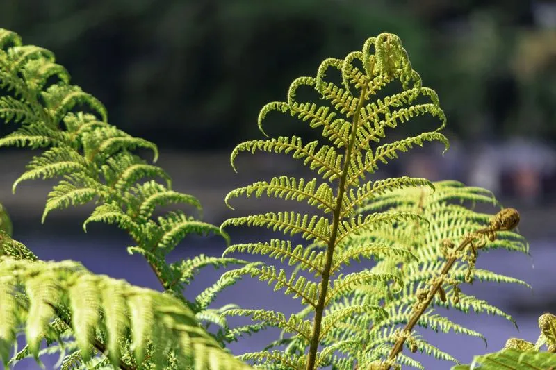 Close-up of vibrant green fern leaves with intricate patterns against a blurred background.