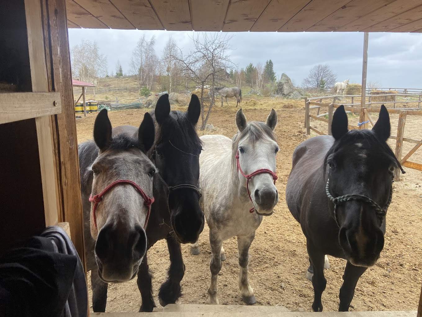 A serene coastal view featuring a rocky outcrop, gentle waves, and a vibrant sunset sky, framed by lush greenery.