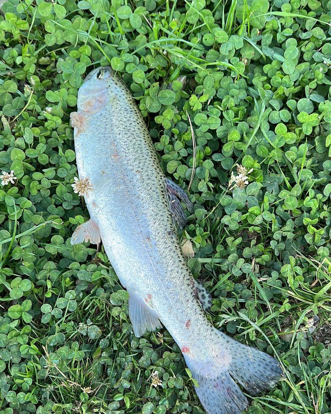 pastrav-belis-pescuit-la-gavrila-apuseni