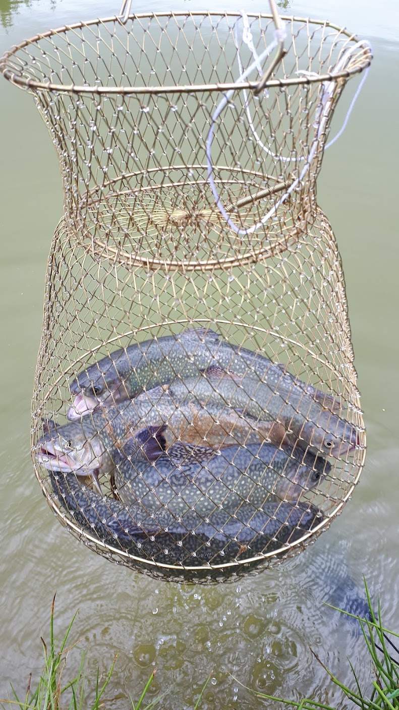 pastrav-belis-pescuit-la-gavrila-apuseni