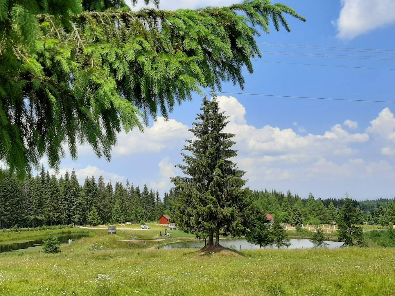 pastrav-belis-pescuit-la-gavrila-apuseni