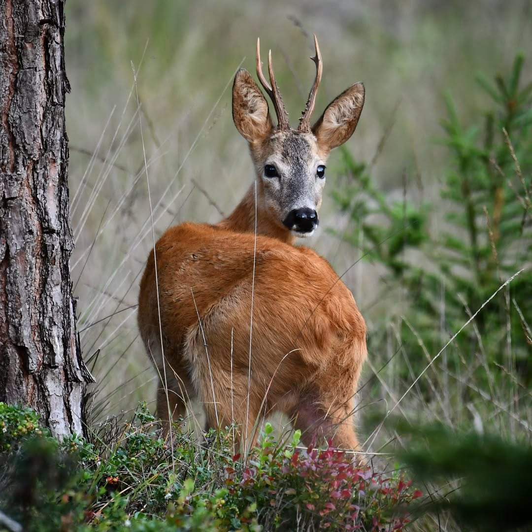 caprior-apuseni-animale-salbatice-romania