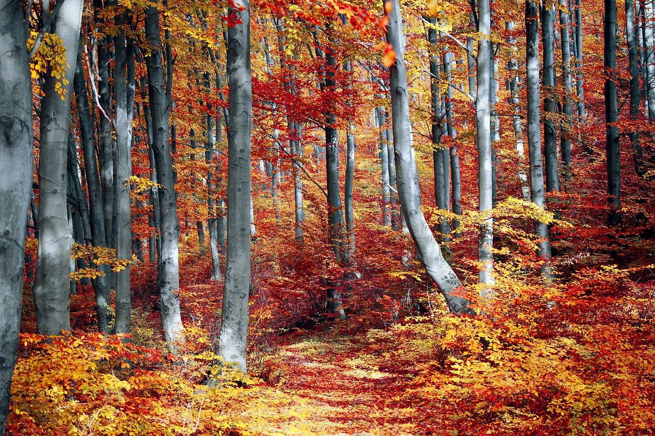 The forests around Beliș are now painted in deep reds, golden yellows, and warm shades of amber.