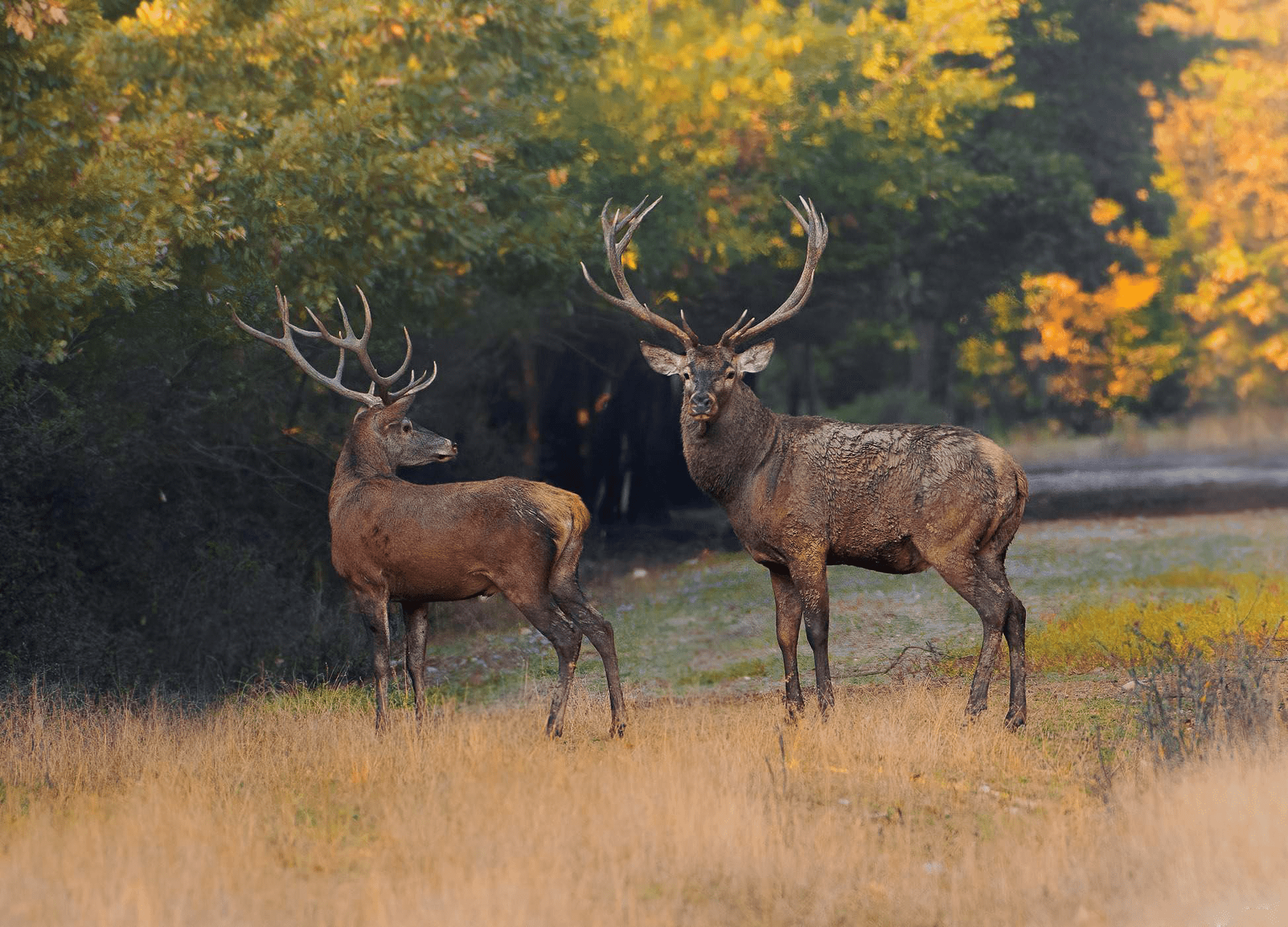 cerb-apuseni-animale-salbatice-romania