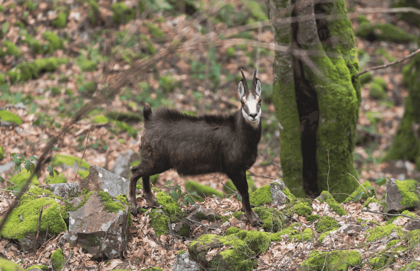 capra-neagra-apuseni-animale-salbatice-romania