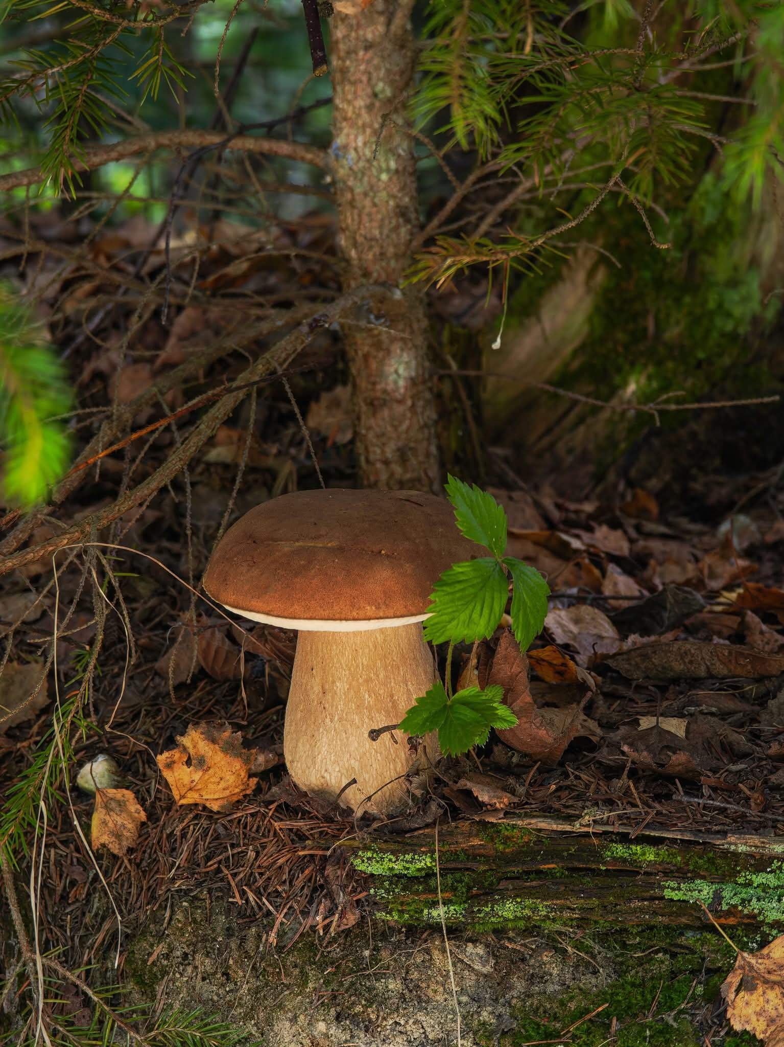 The best season for mushroom picking in the Apuseni Mountains stretches from late May until October, with a peak in August and September.