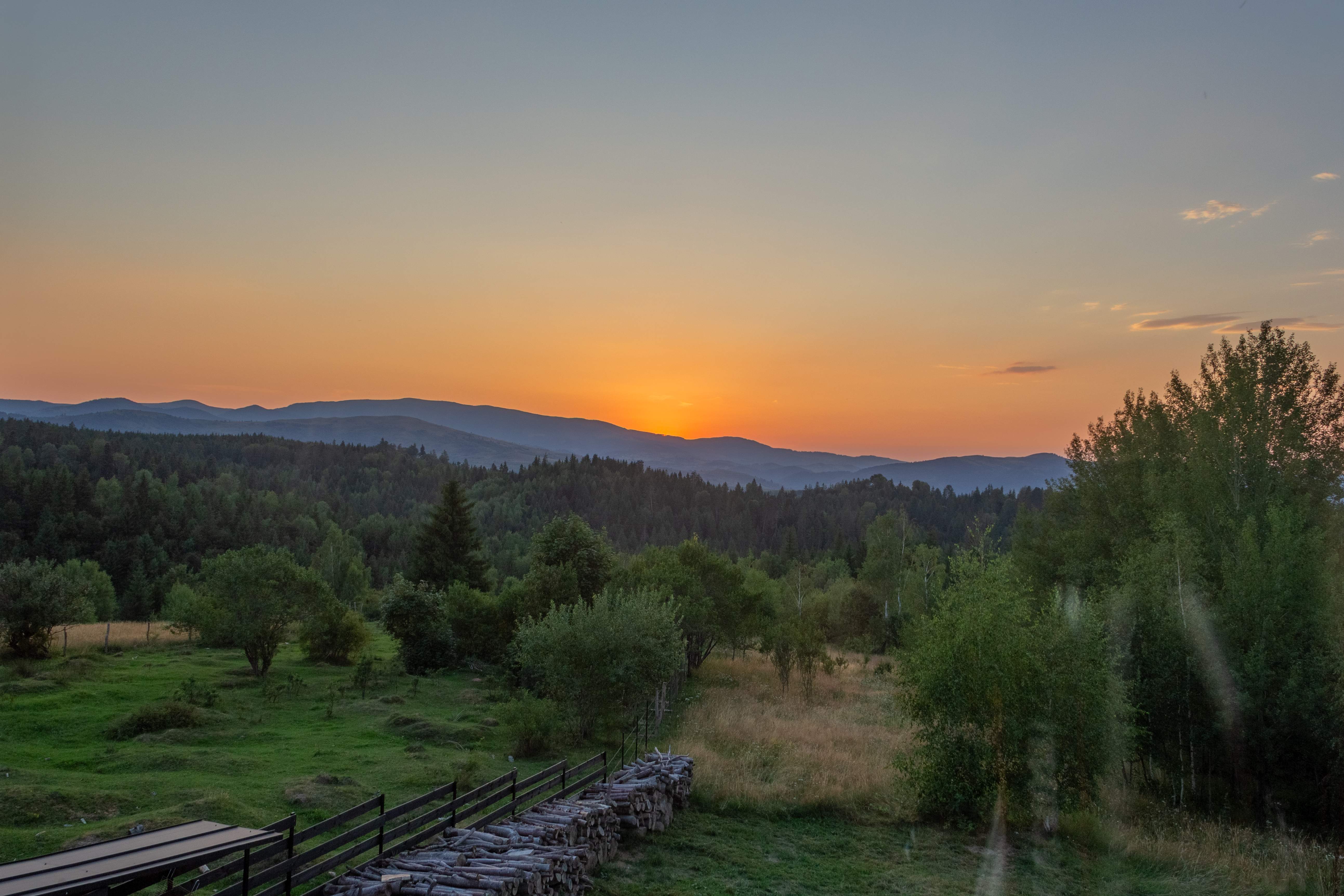 Close-up of vibrant green fern leaves with delicate droplets of water, surrounded by a soft, blurred natural background.