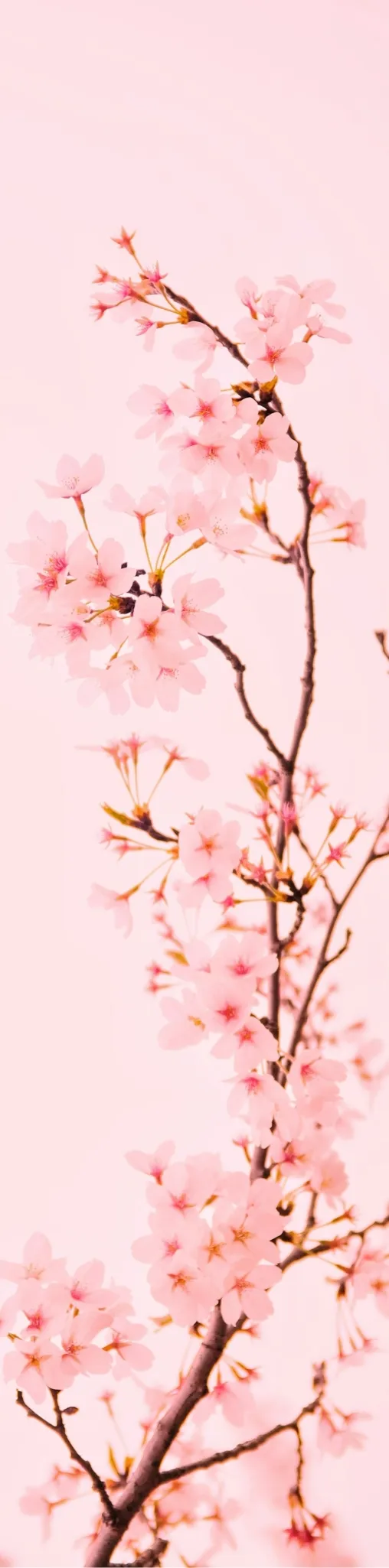  Sakura branch