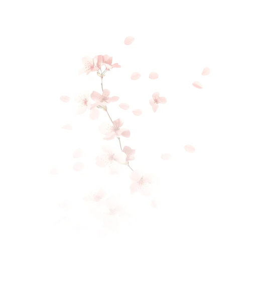 A sakura branch on a pink background