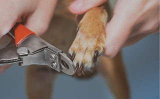 Coupe-ongles tenu par une personne coupant les griffes d'une patte de chien.