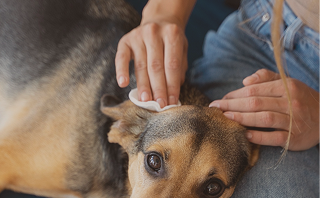 Une personne nettoie l'oreille d'un chien allongé sur ses genoux.