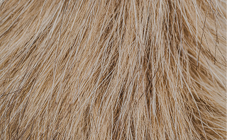 Gros plan sur des poils blonds et fins.