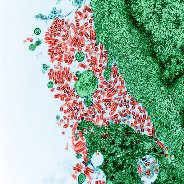 Close-up of a colorful biomedical slide showing cells and tissue structure