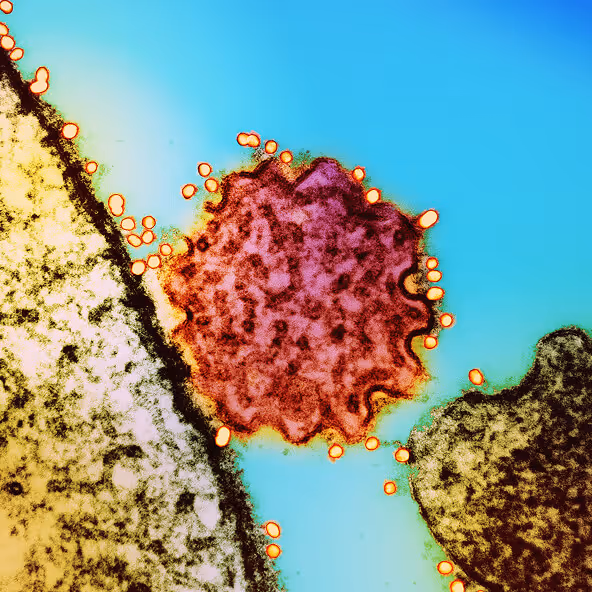 Close-up of a purple and yellow flower under bright light representing growth and precision