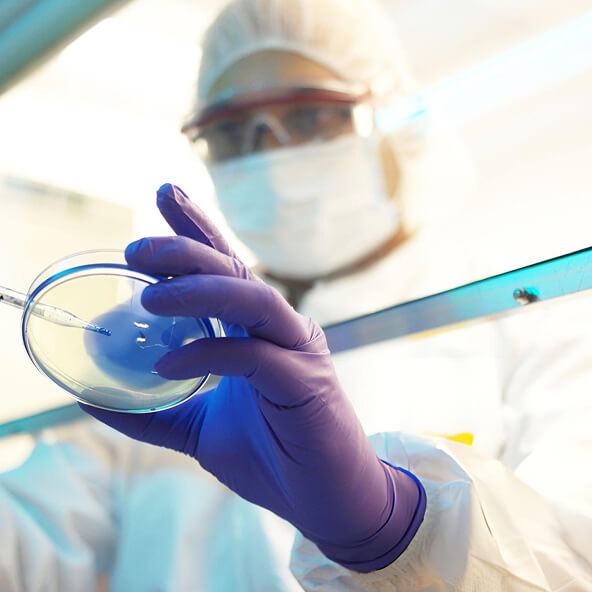 Laboratory professional wearing protective gloves handling a petri dish during final analysis.