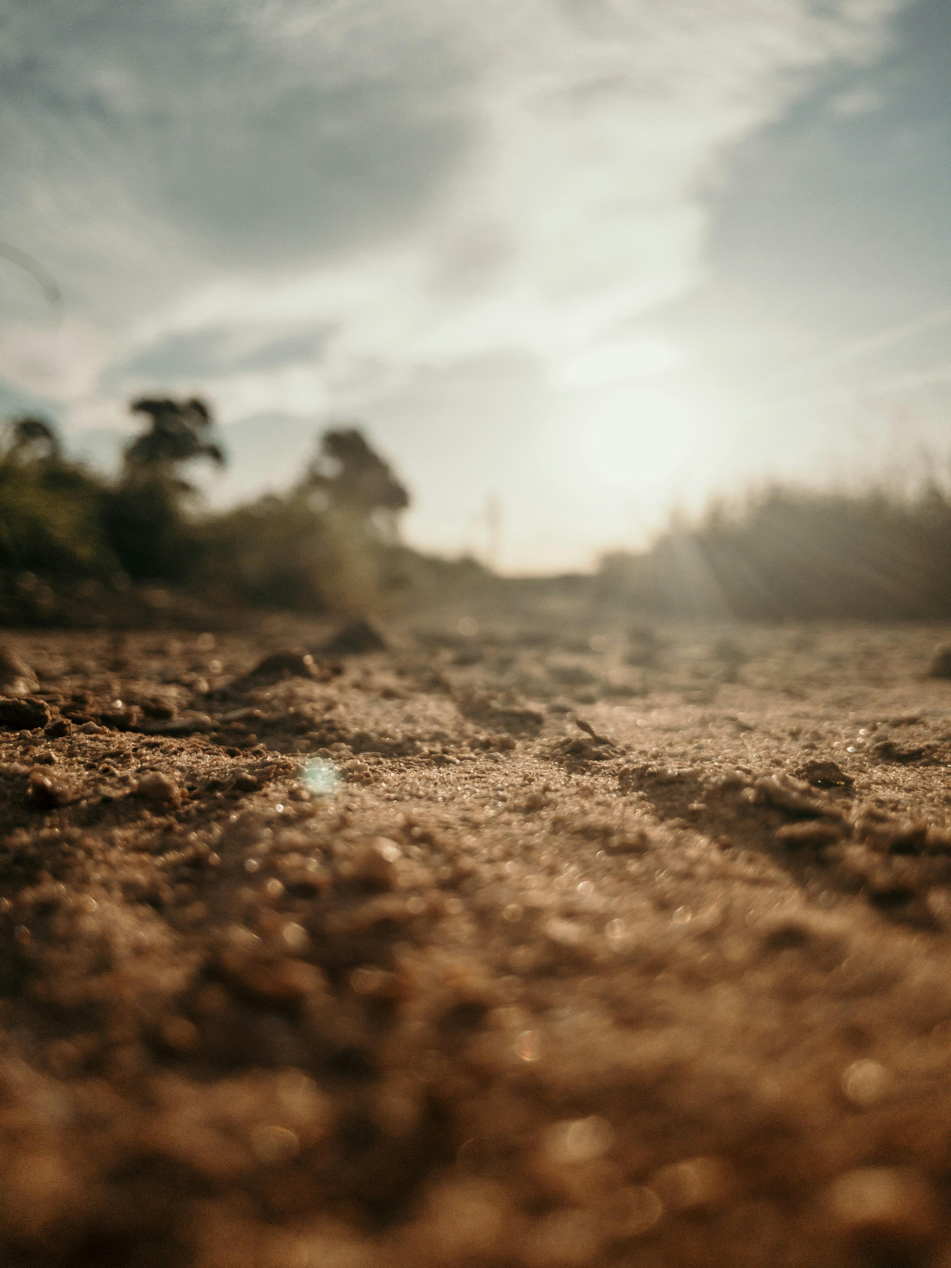 Close-up of sunlit, textured ground with blurred trees and sky in the background.
