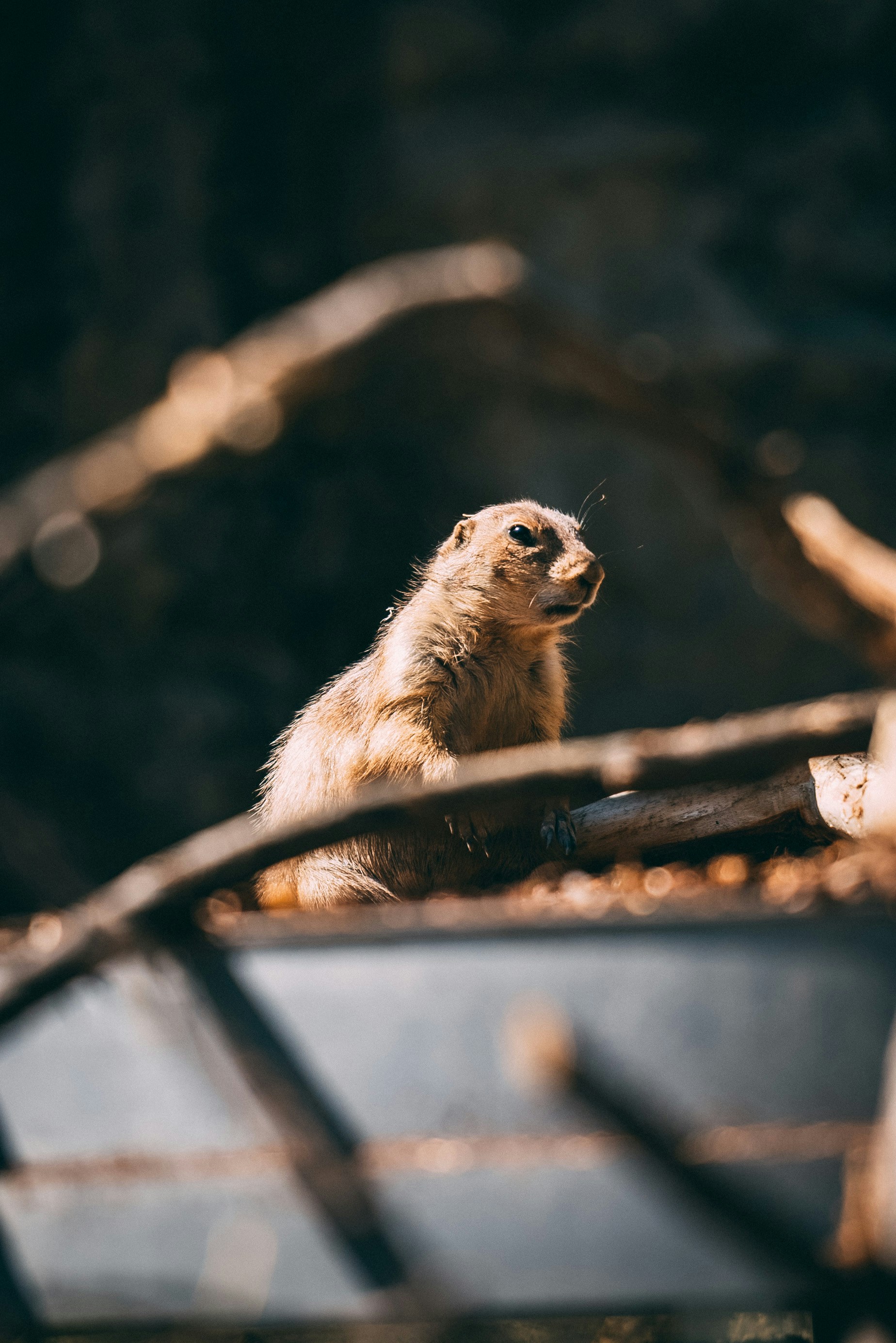 Prairie dog sitting on wood with blurred branches in the foreground and dark background.